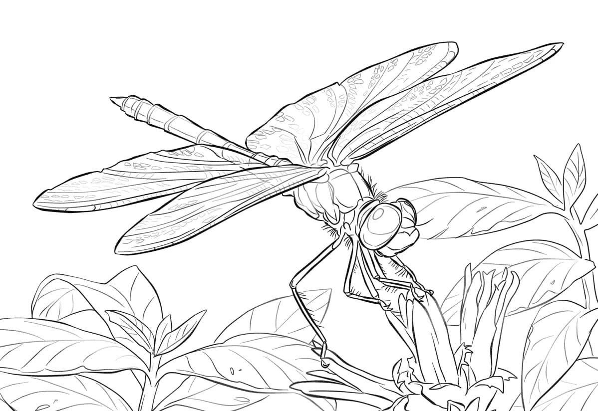 Бабочка раскраска для детей