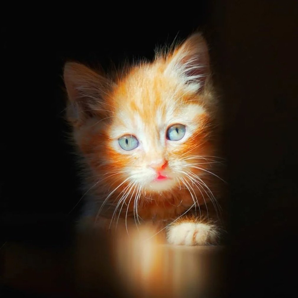 Симба Король Лев фильм