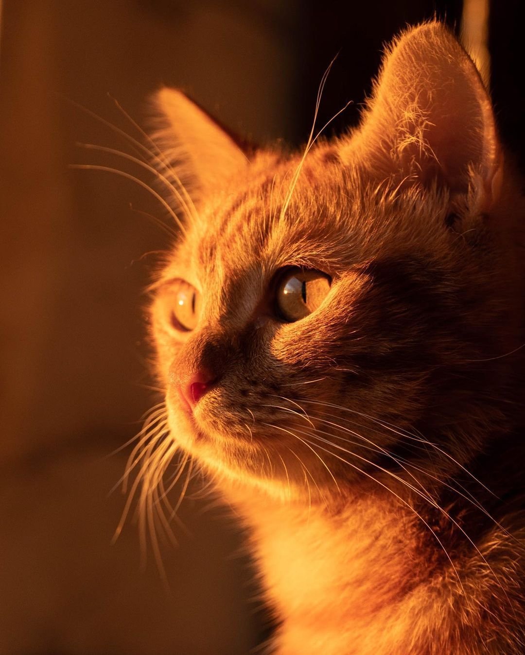 Король Лев фильм 2019