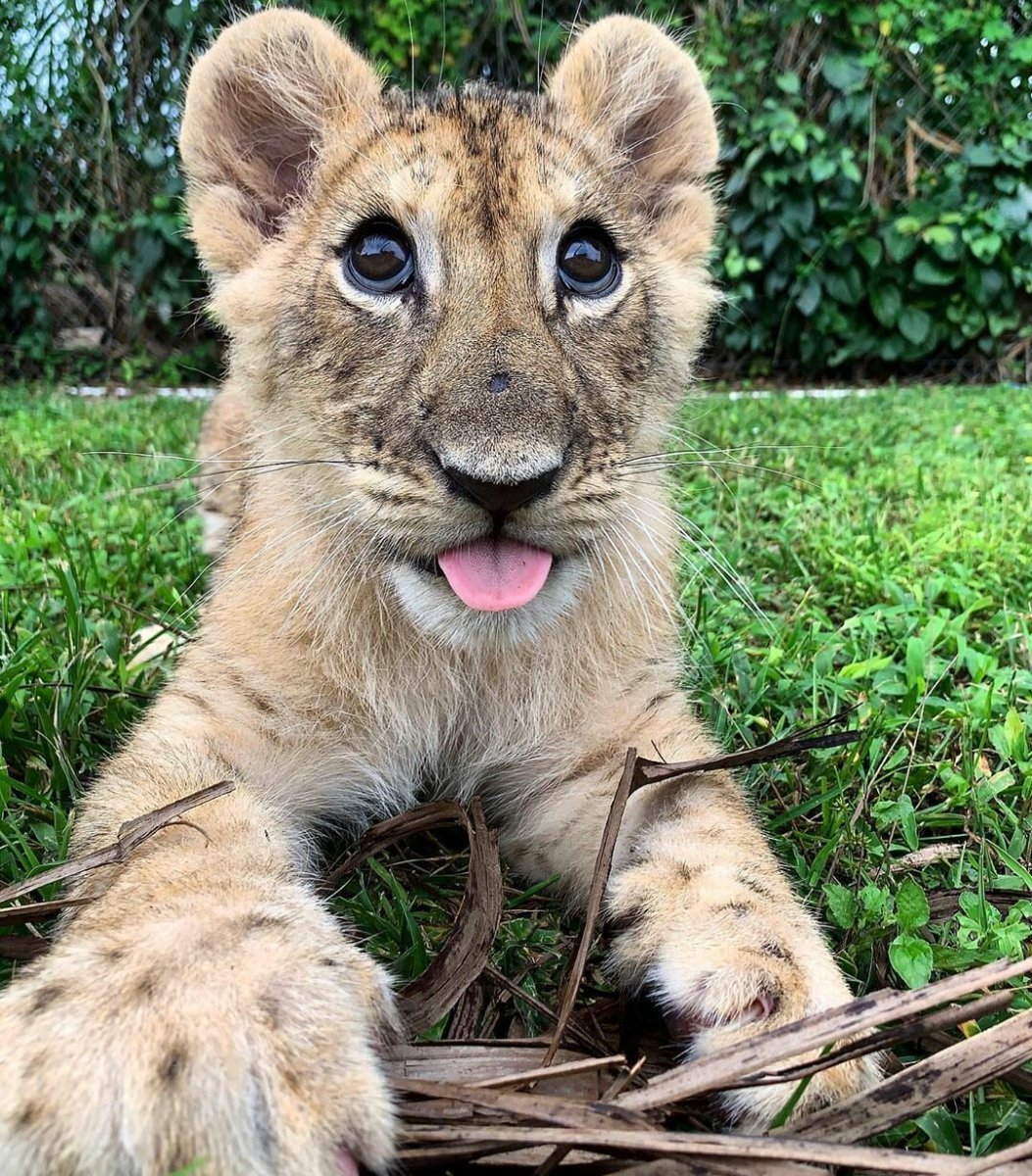 Король Лев Симба Львенок
