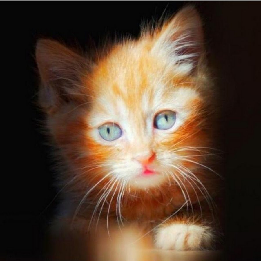 Король Лев львы