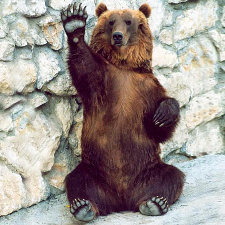 Медведь из кустов