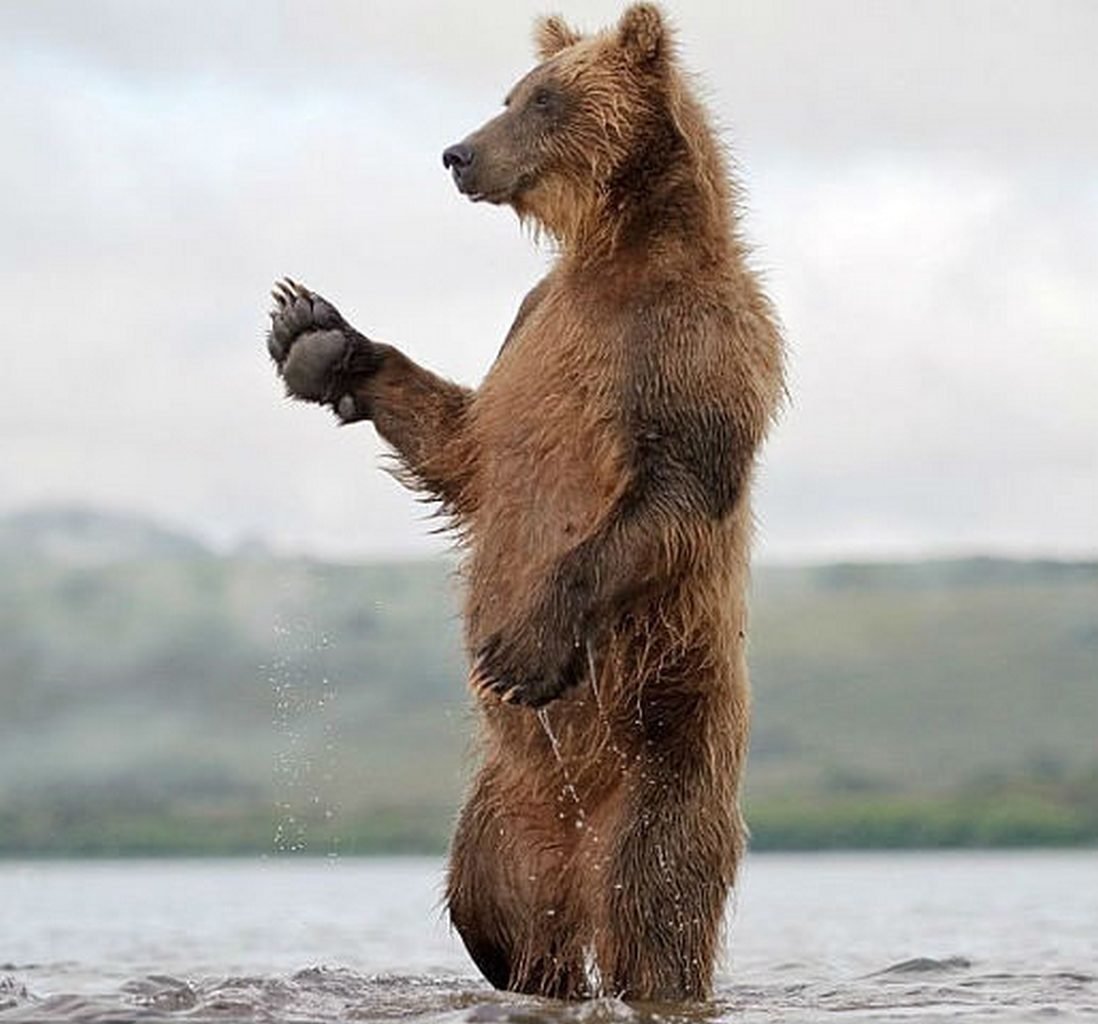 Привет медведь