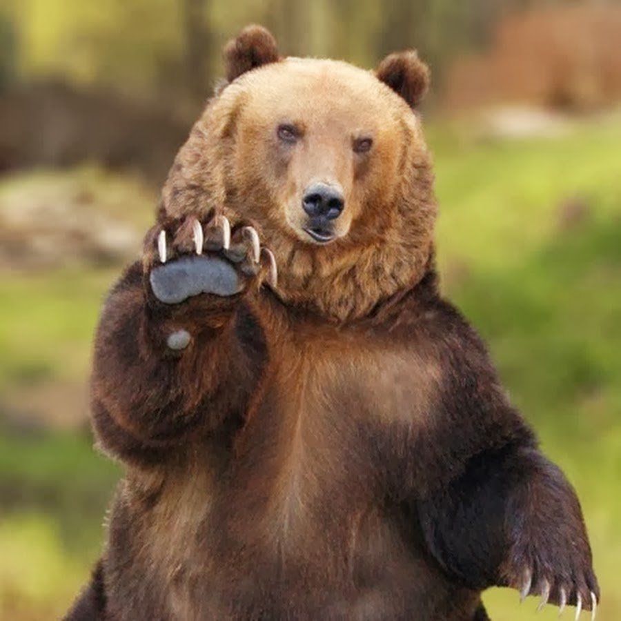 Превед медвед на терминале