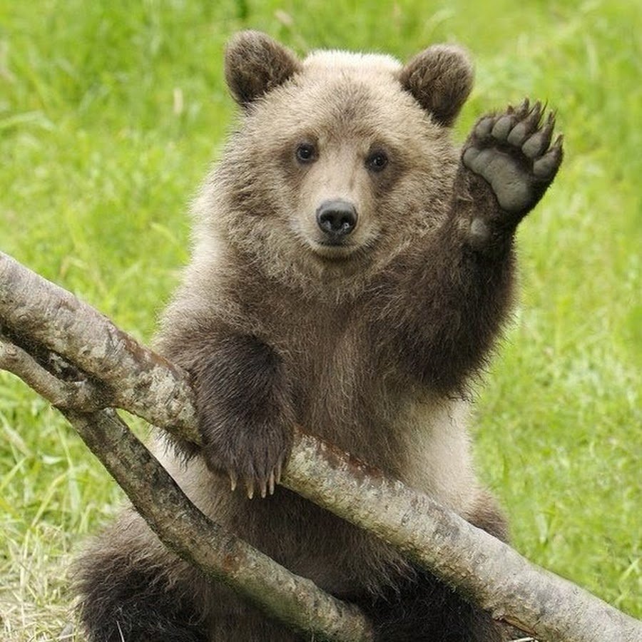 Медведь Гризли