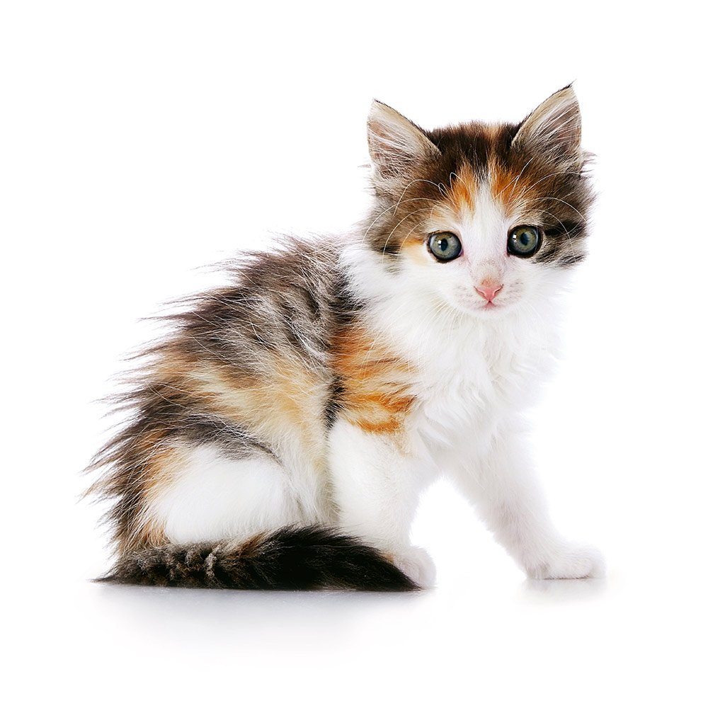 Трехцветный котенок на белом фоне