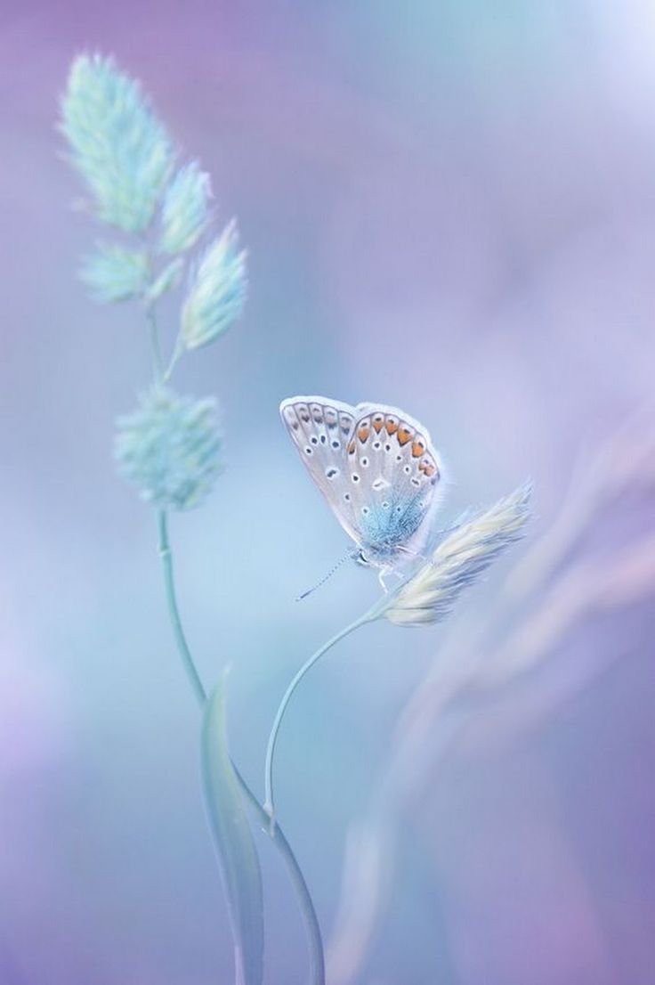 Нежность природа