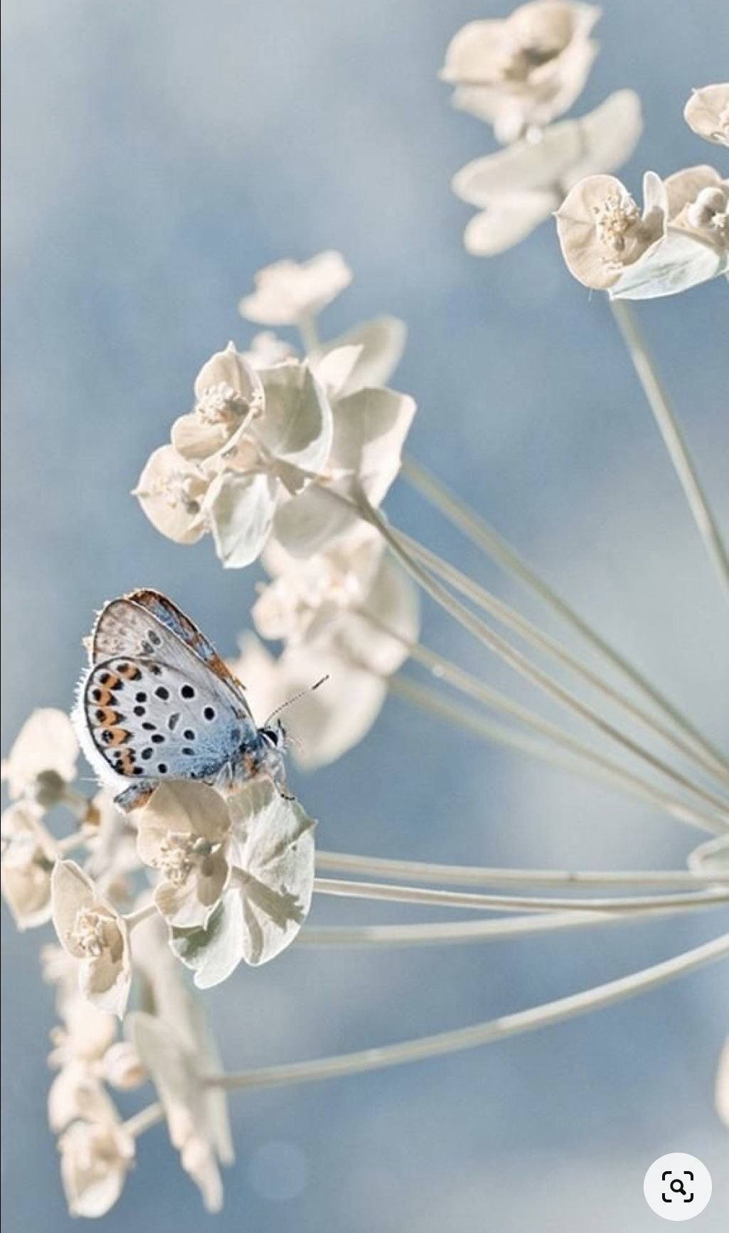 Легкость бабочки