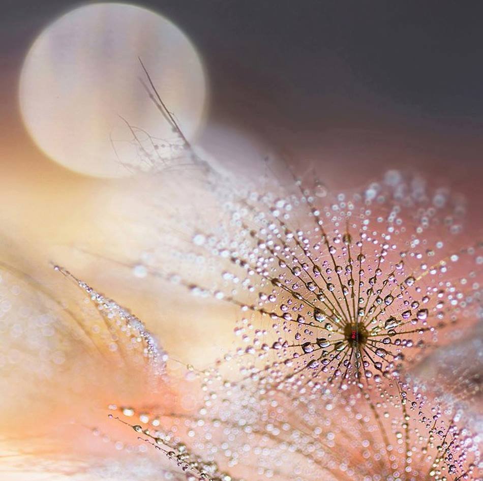 Нежность природа