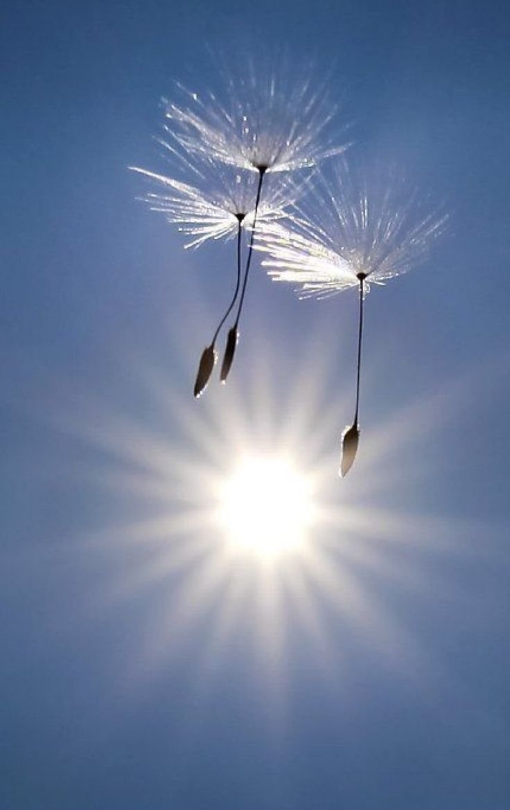 Парашютики одуванчика