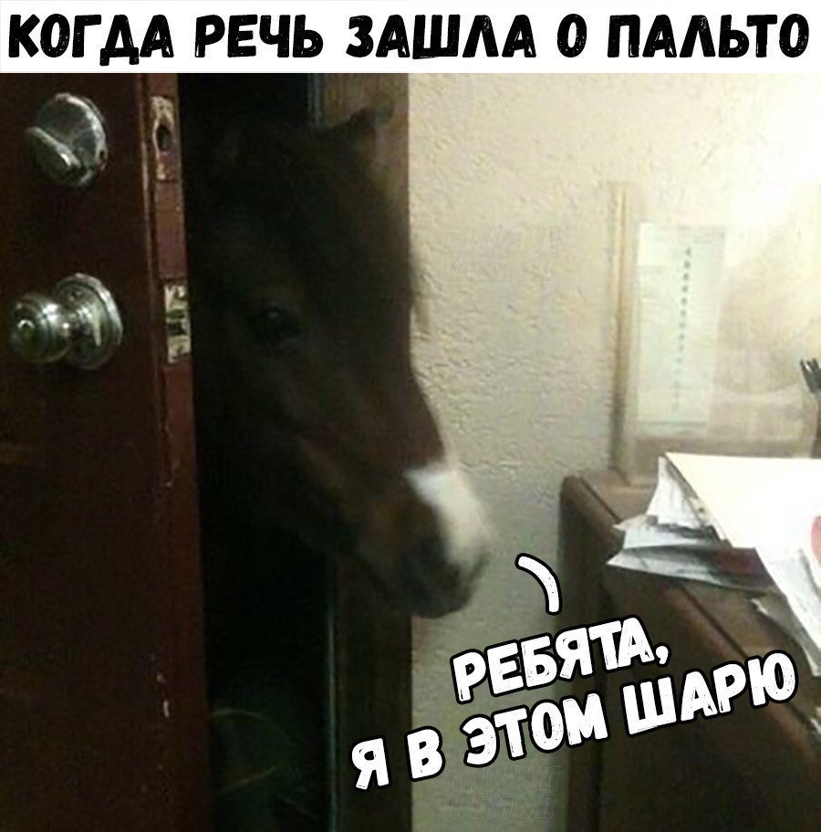 Конь в пальто картинки с надписями