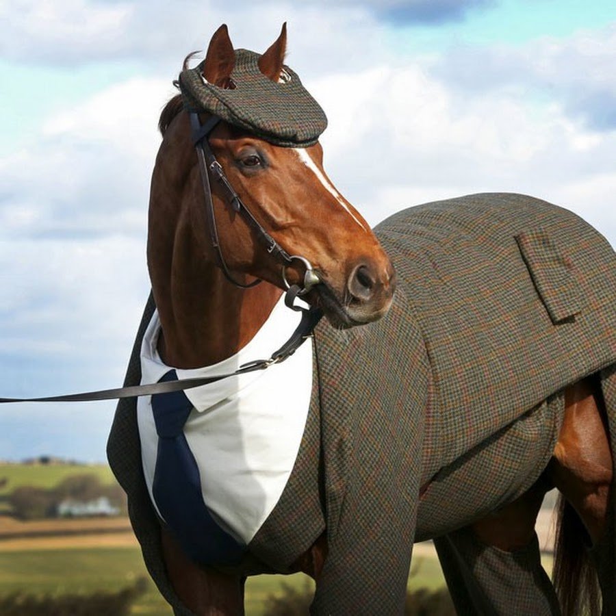 Конь в пальто Мем