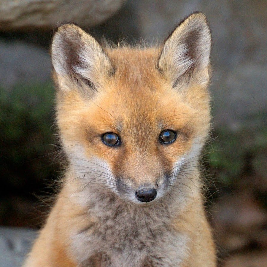 С днем рождения лиса