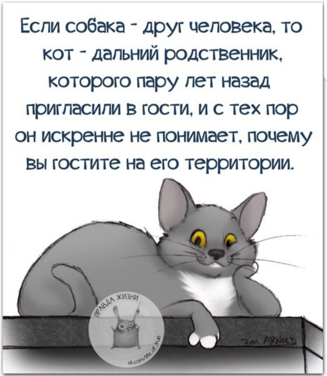 То кот это Дальний родственник
