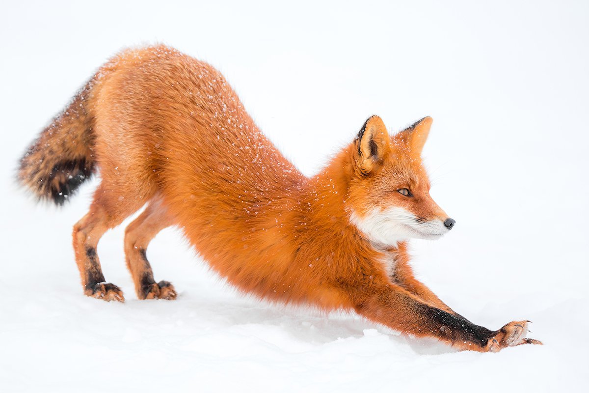 Дикие животные