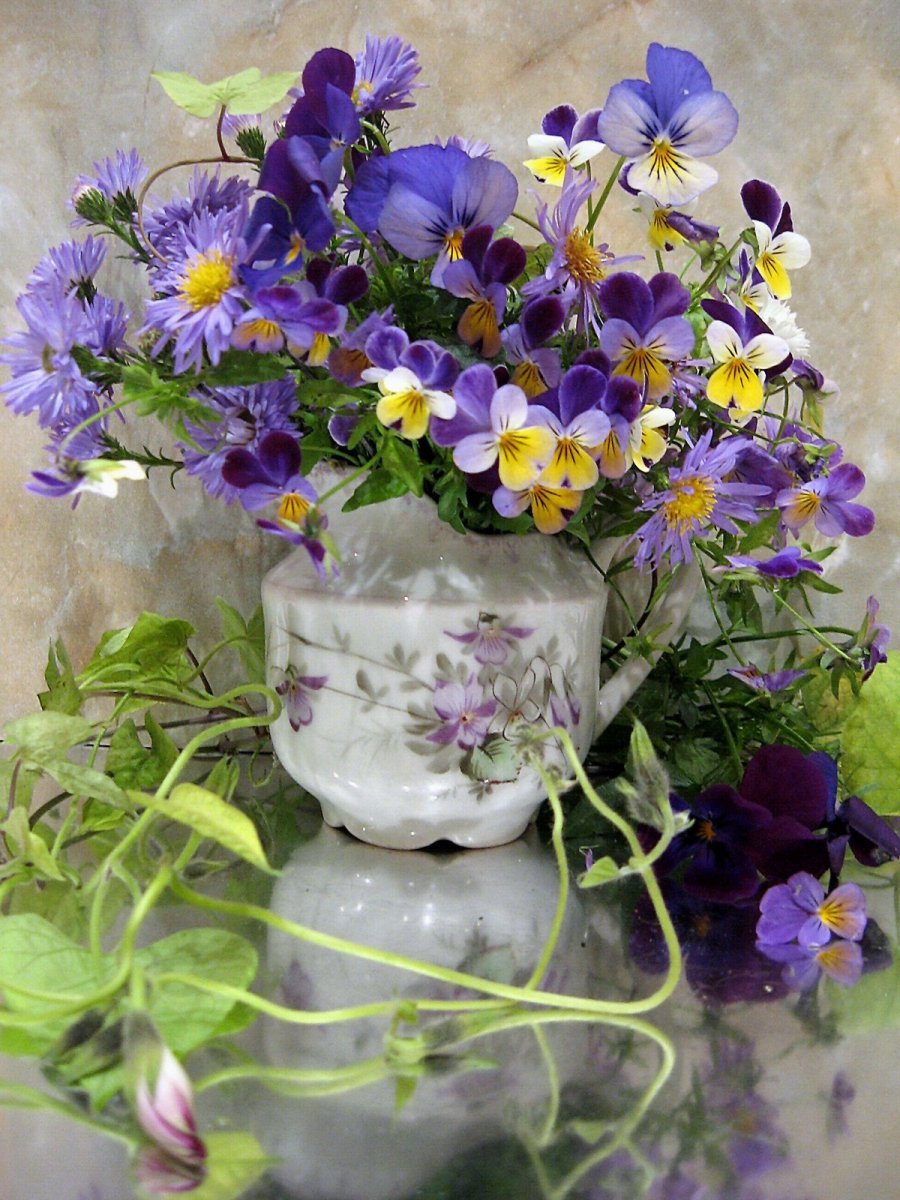 Сенполия Анютины глазки