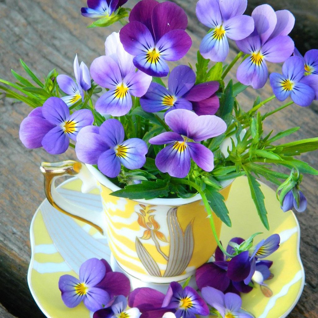 Фиалка лиловый карильон