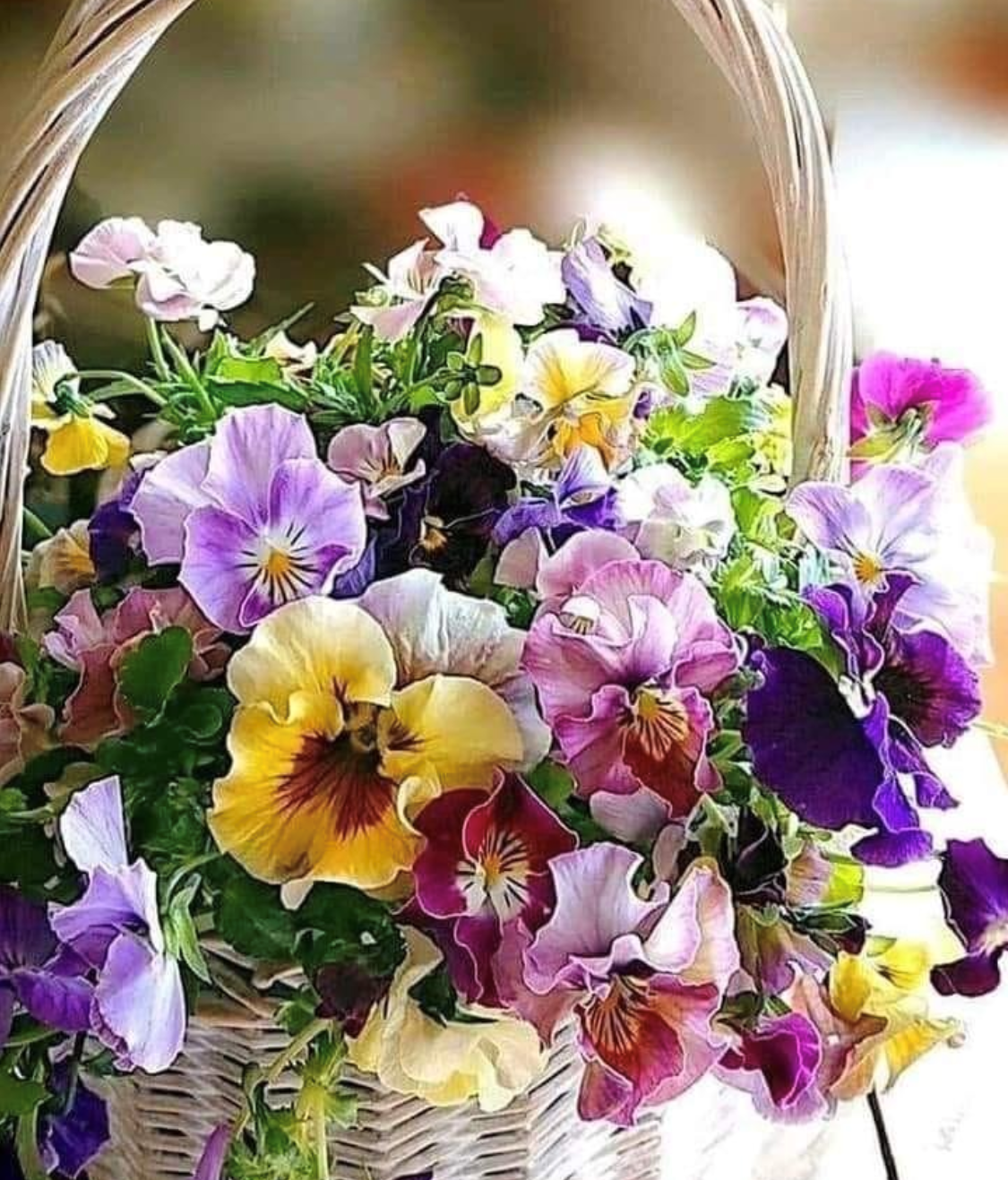 Анютины глазки 2019