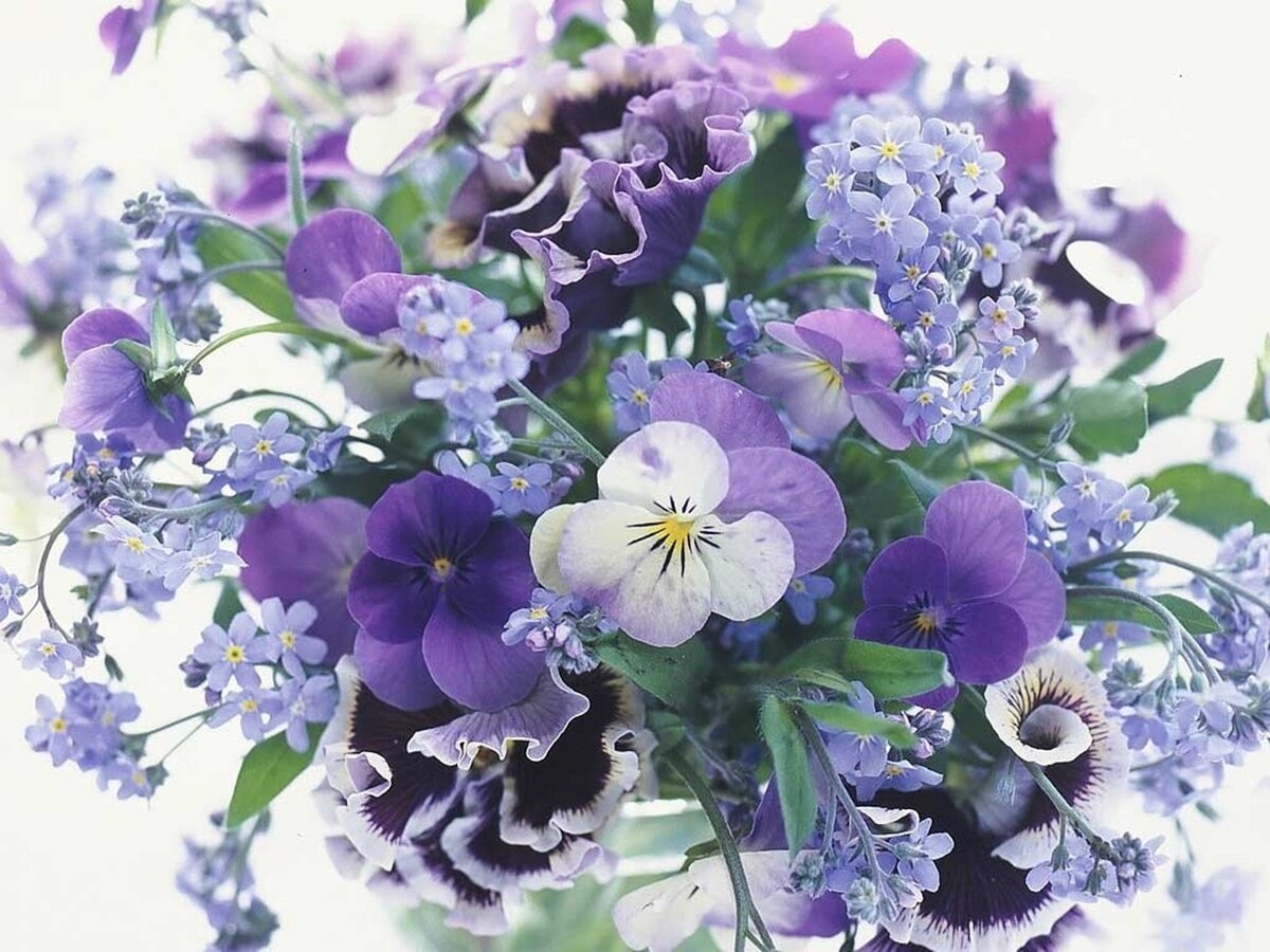 Букет анютиных глазок