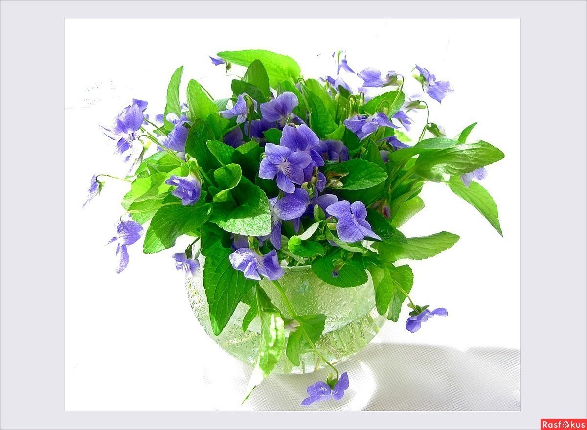 Букет анютиных глазок