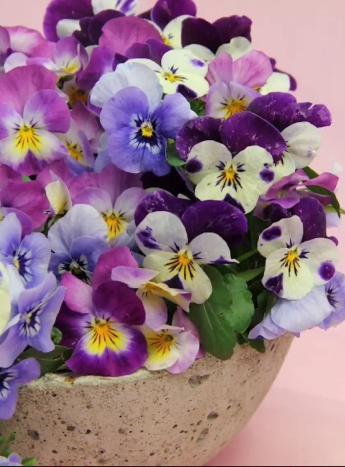 Композиции из фиалок