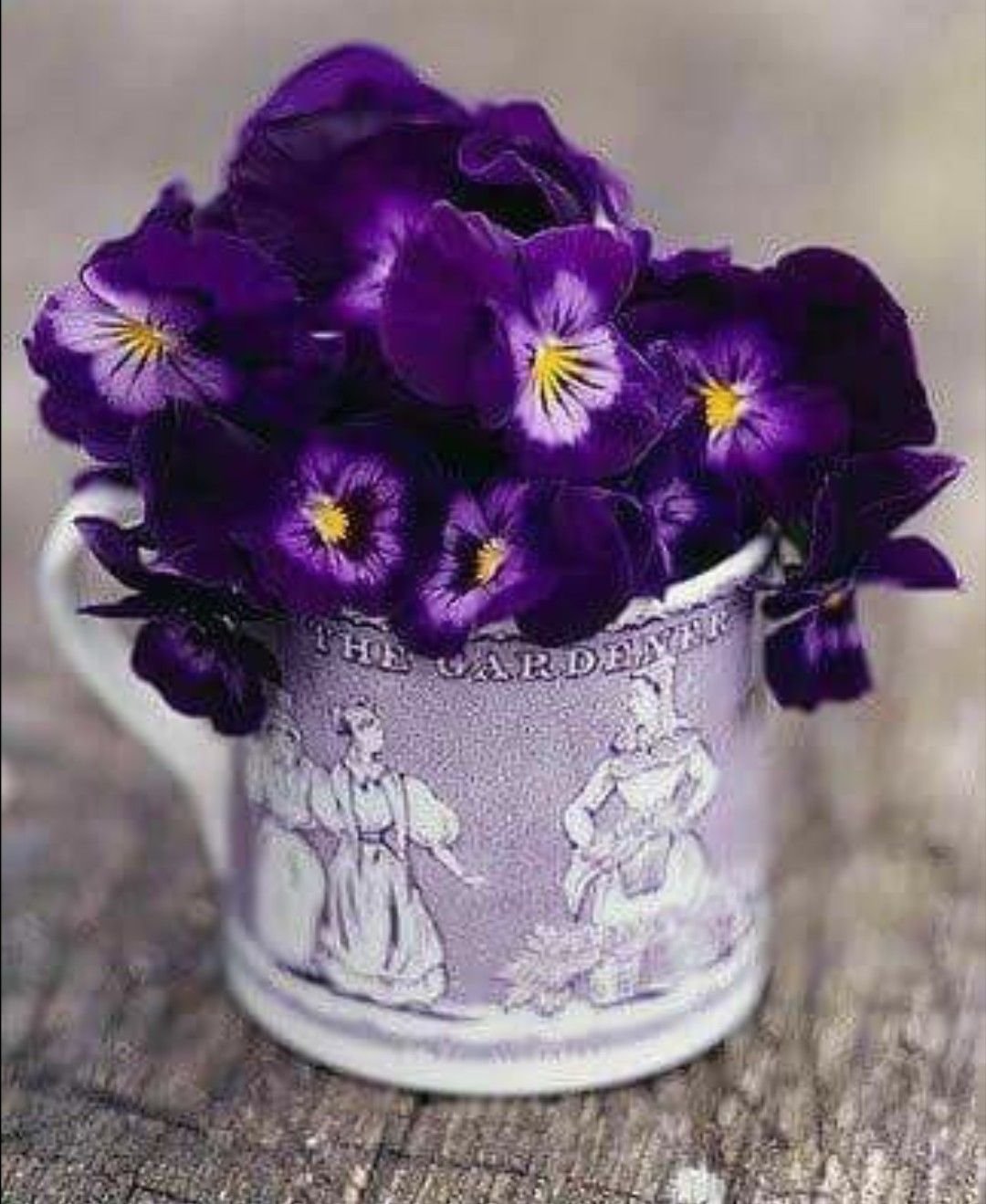 Открытки с цветами фиалка