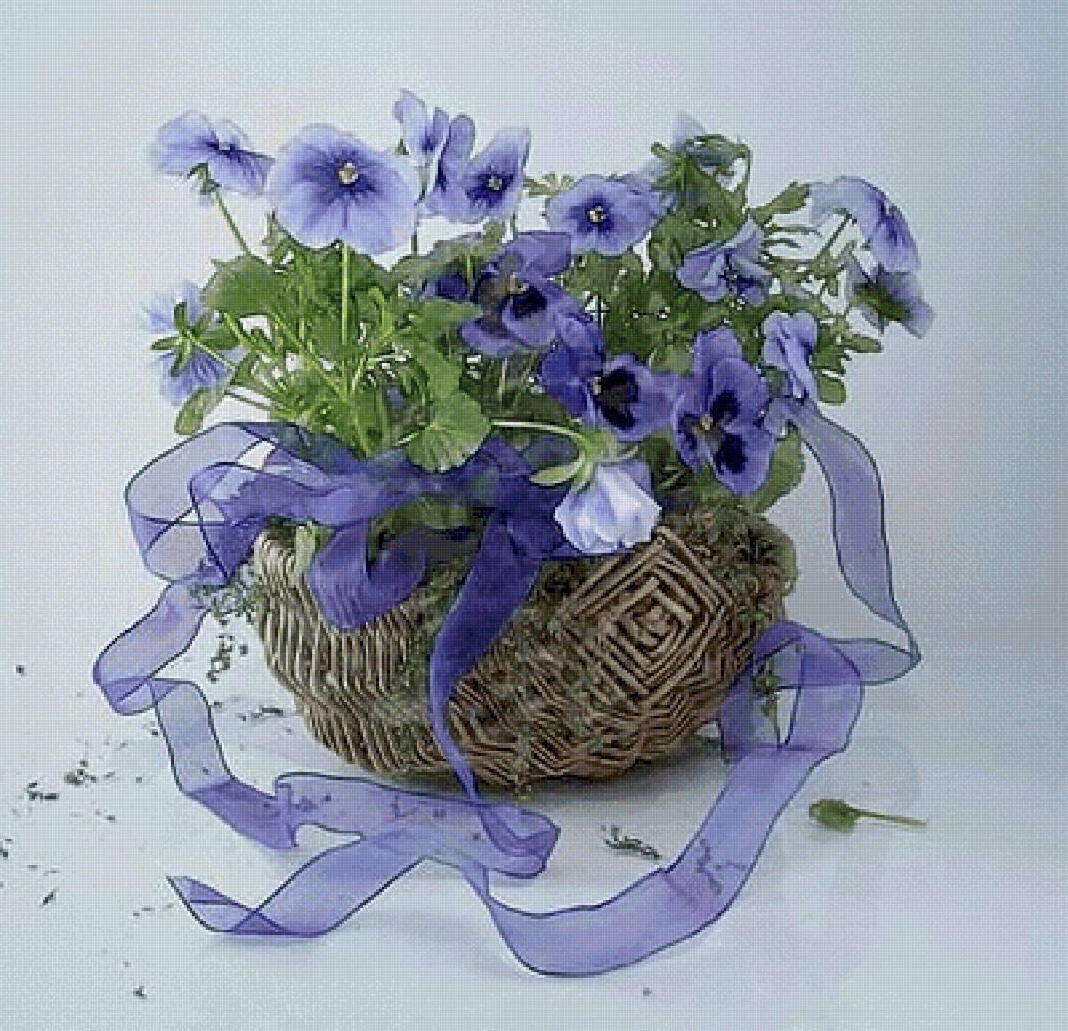 Фиалка Анютины глазки