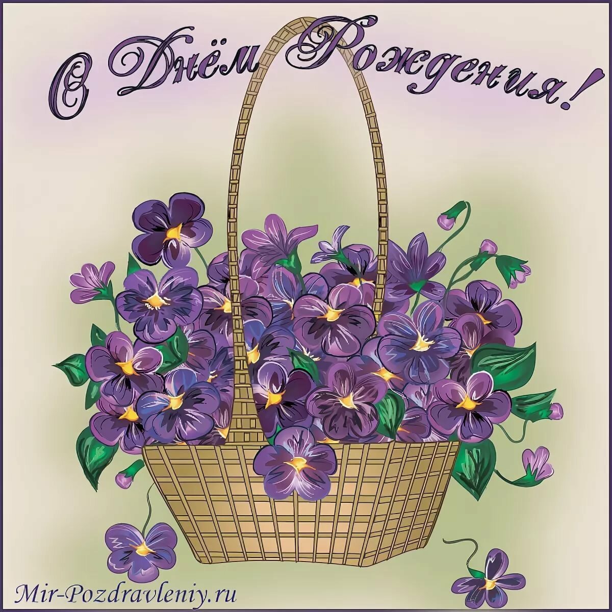 Анютины глазки полевые