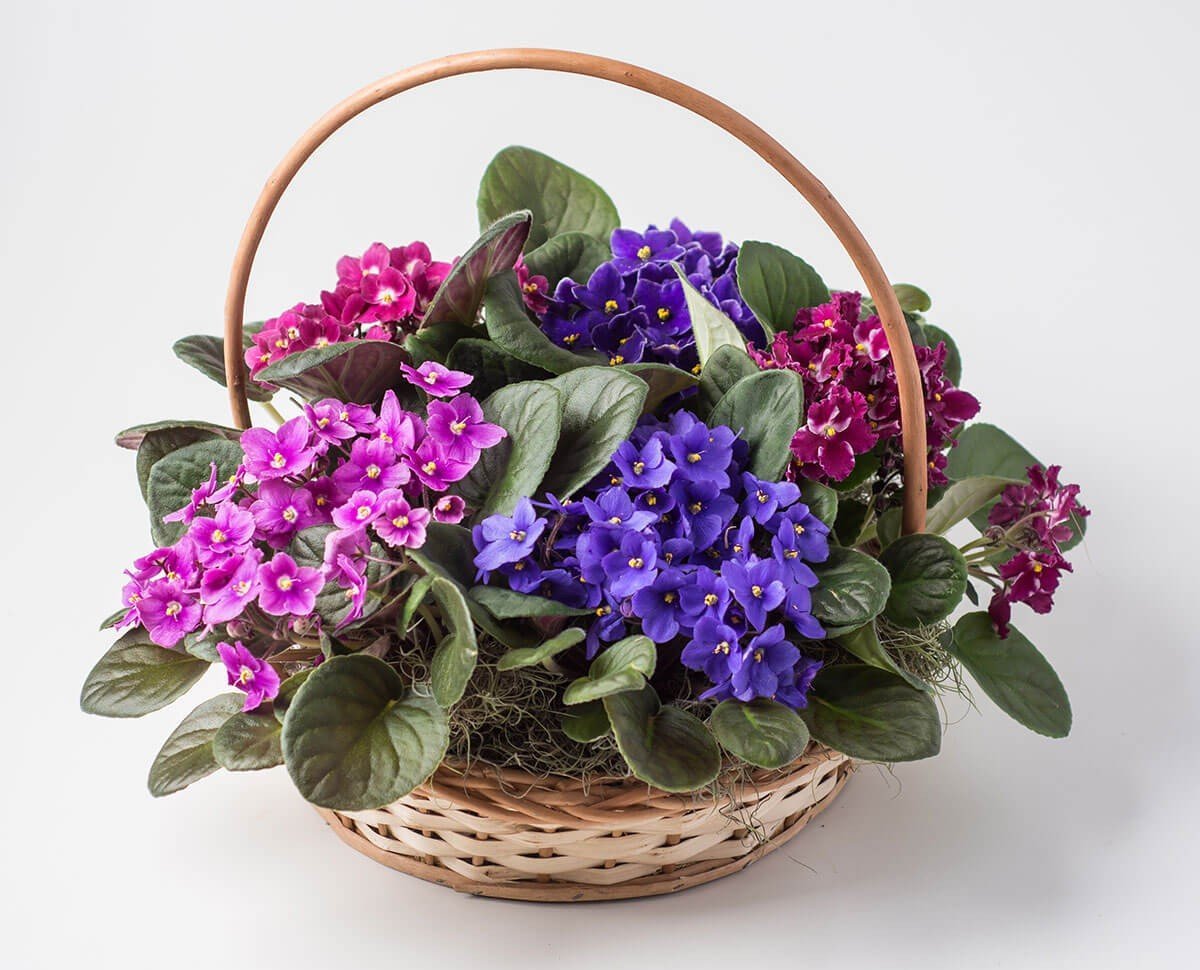 С днем рождения фиалки