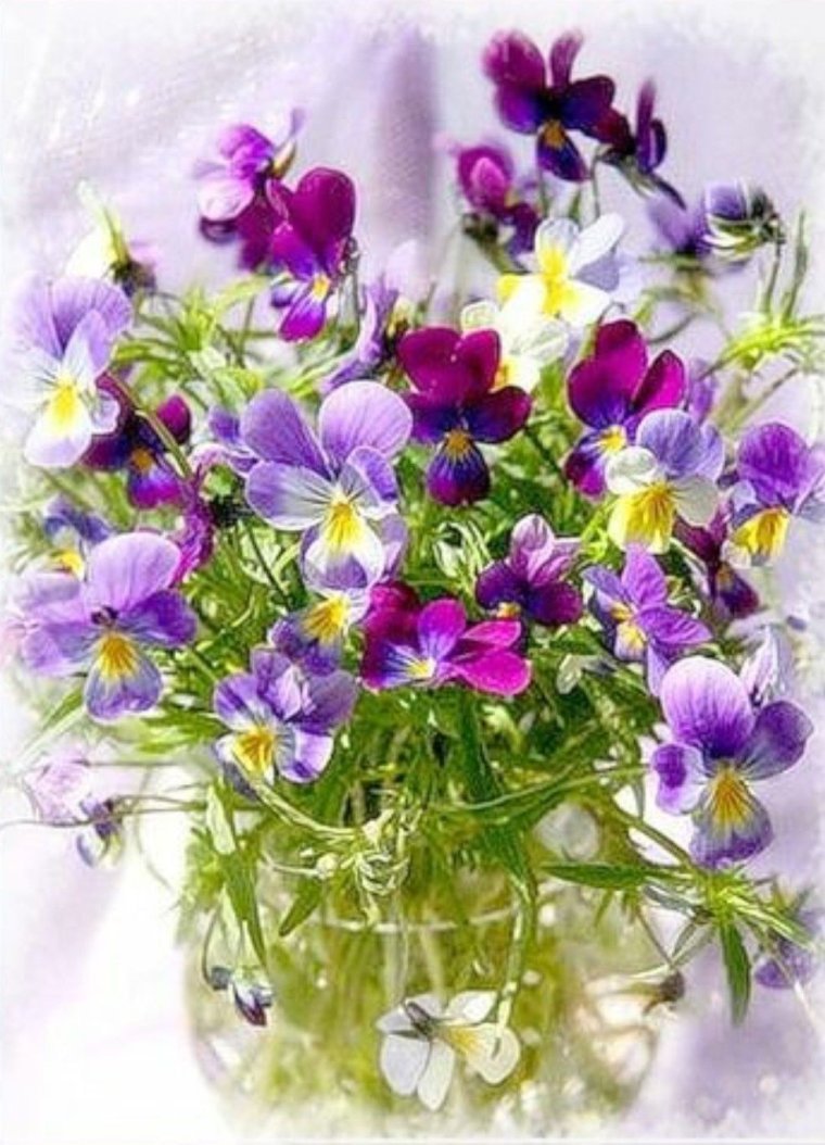 Фиалка Лаванда