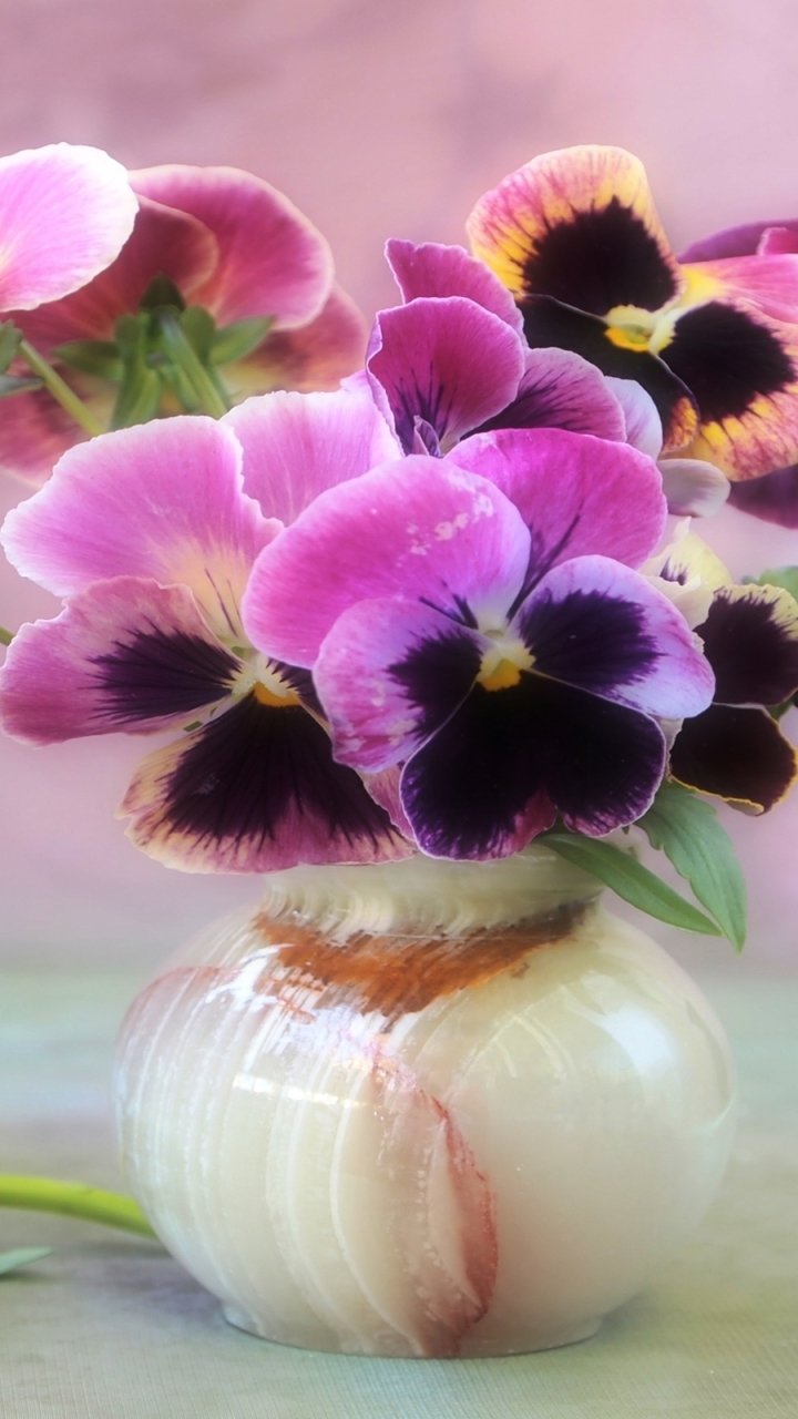 Пармские фиалки