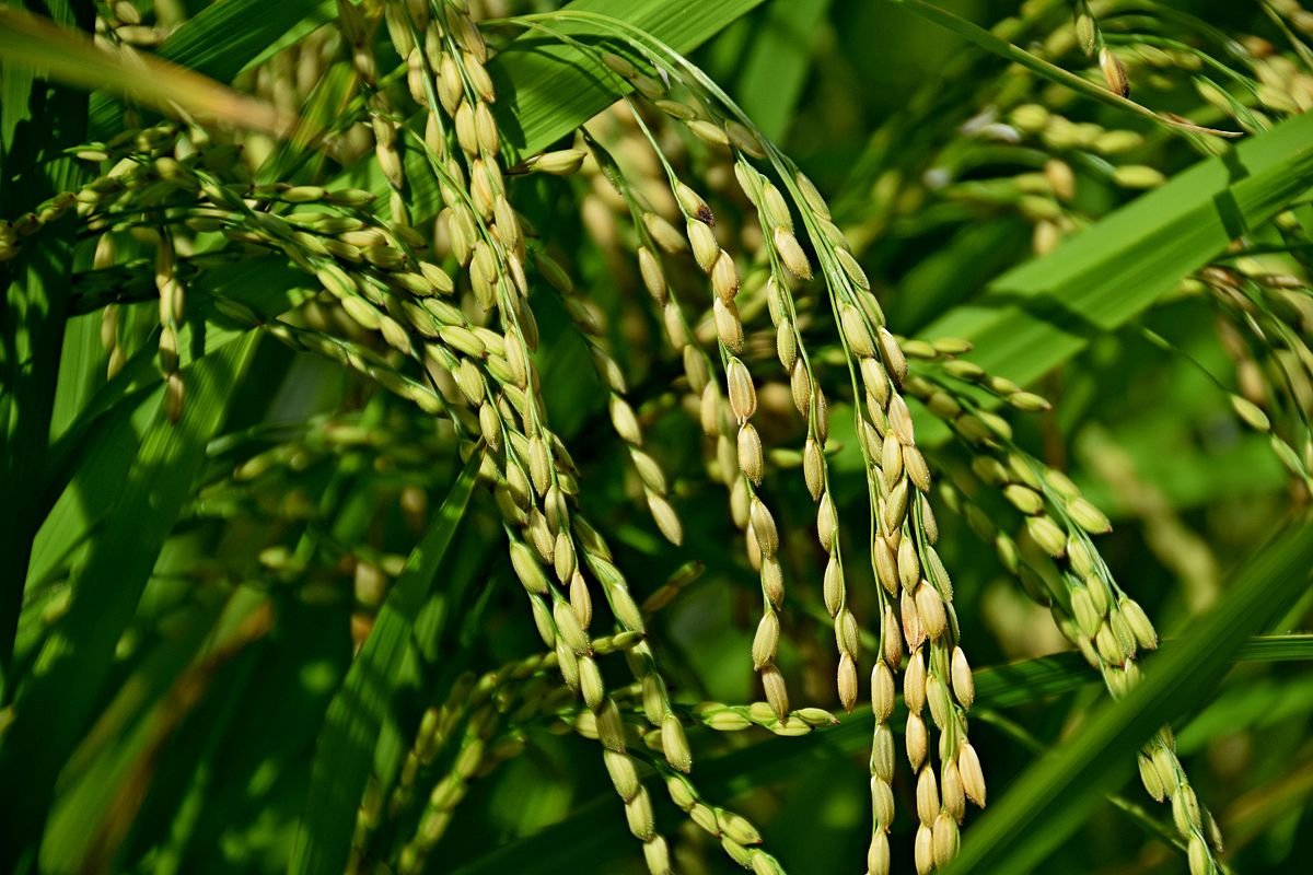 Oryza Sativa