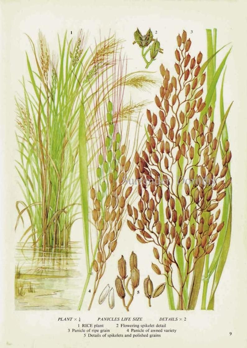 Рис посевной гербарий