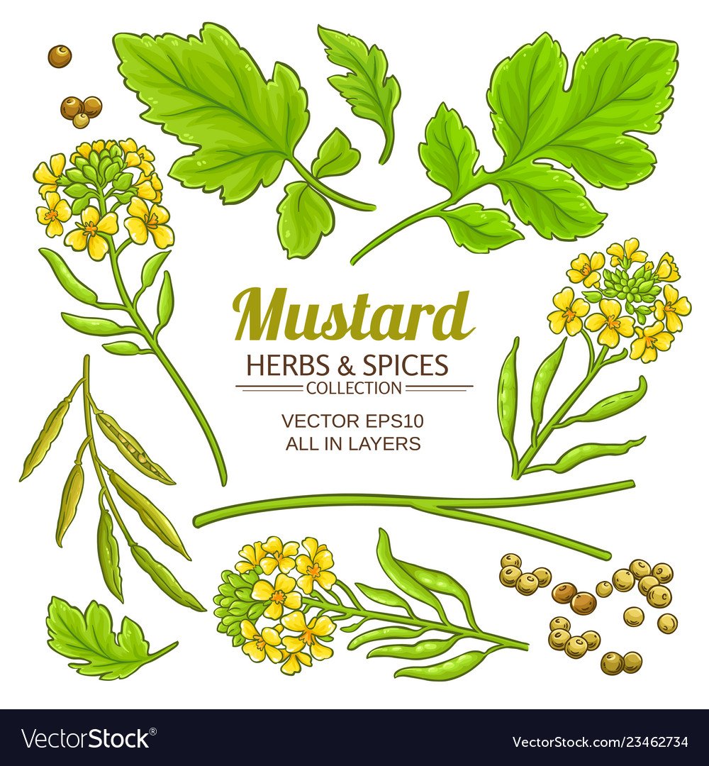 Хани Мастард