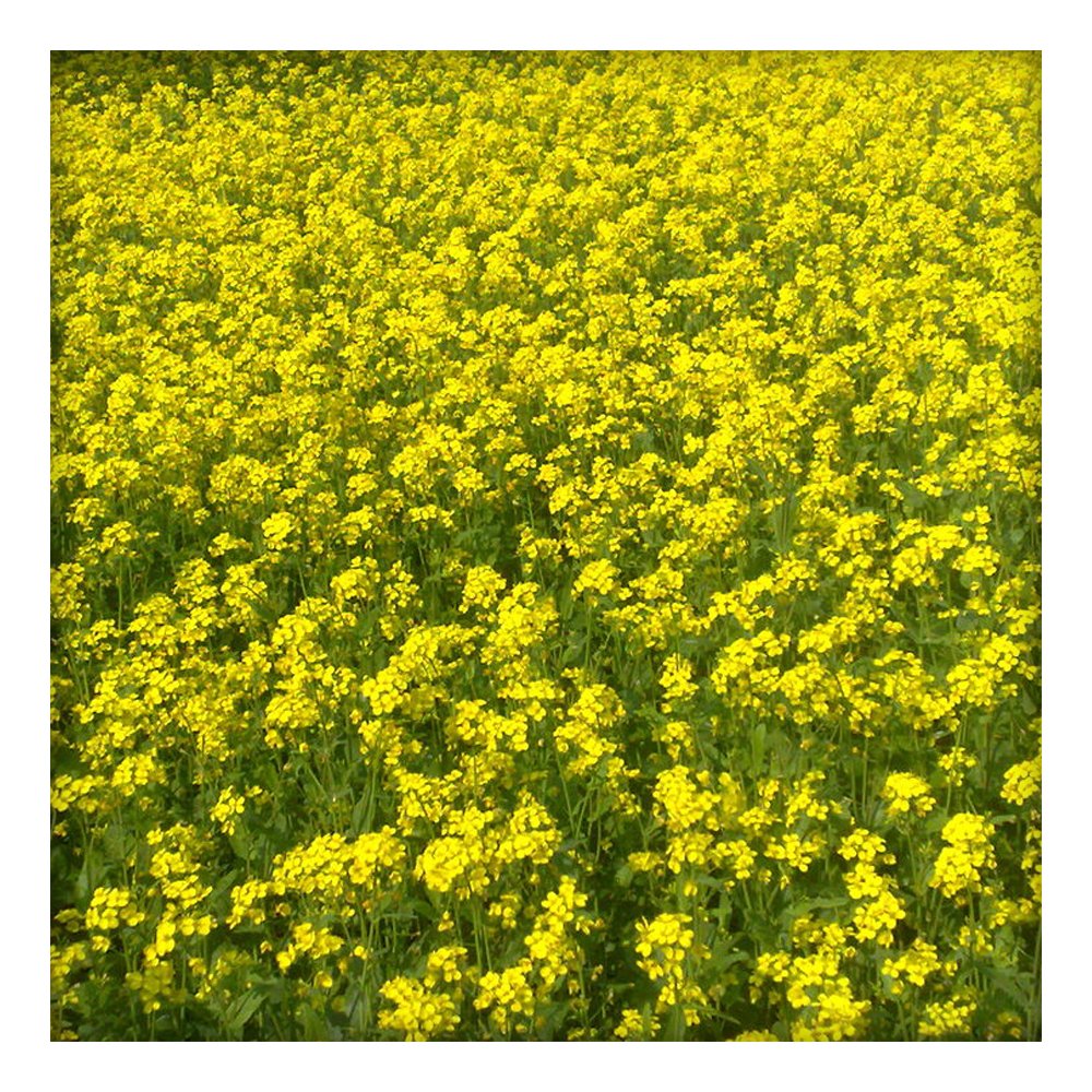 Горчица Радуга (белая)