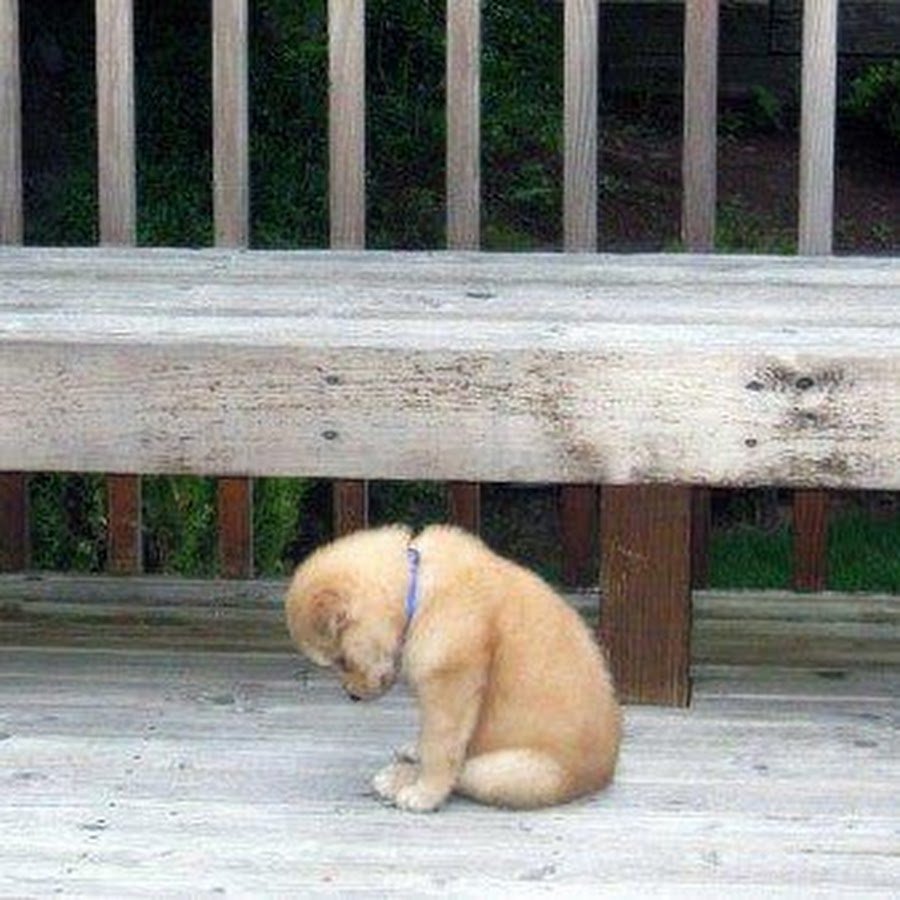 Обиженная собачка