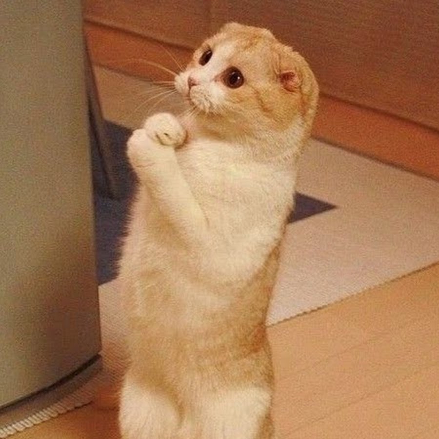 Прости смешные