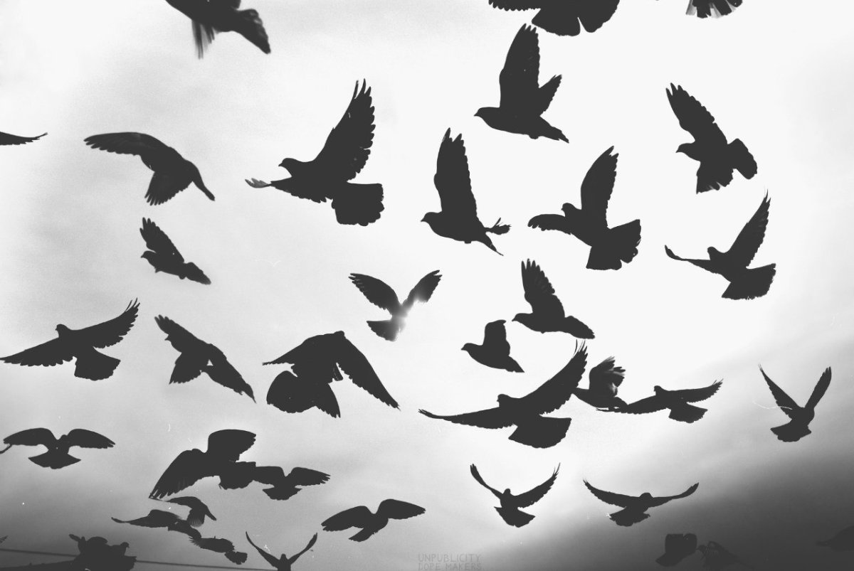 Силуэты птиц в небе