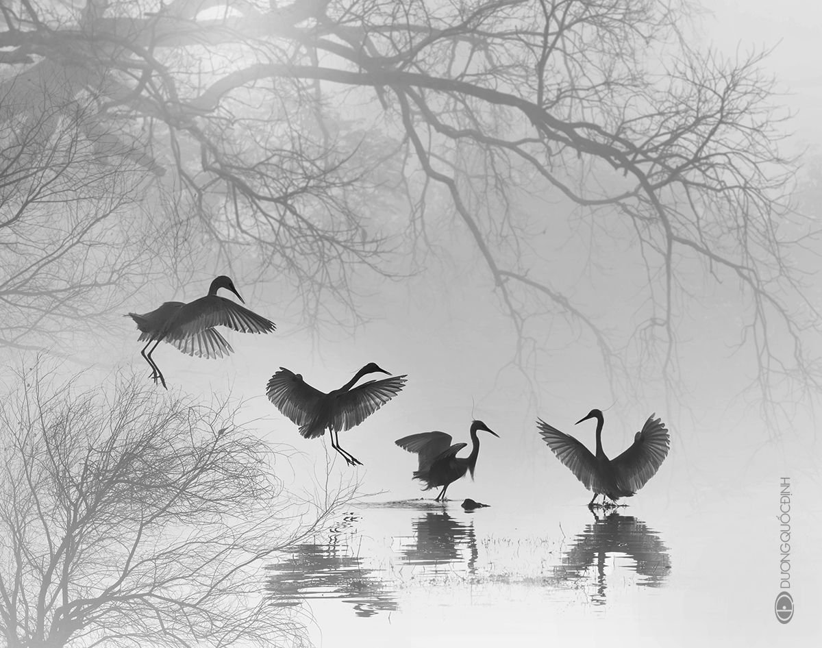 Птица черно белая