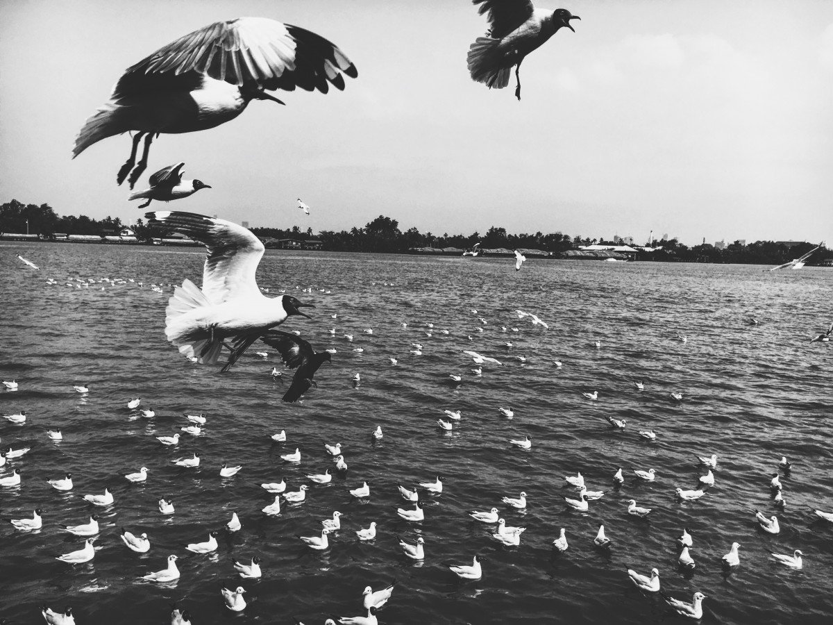 Черно белые фото птиц