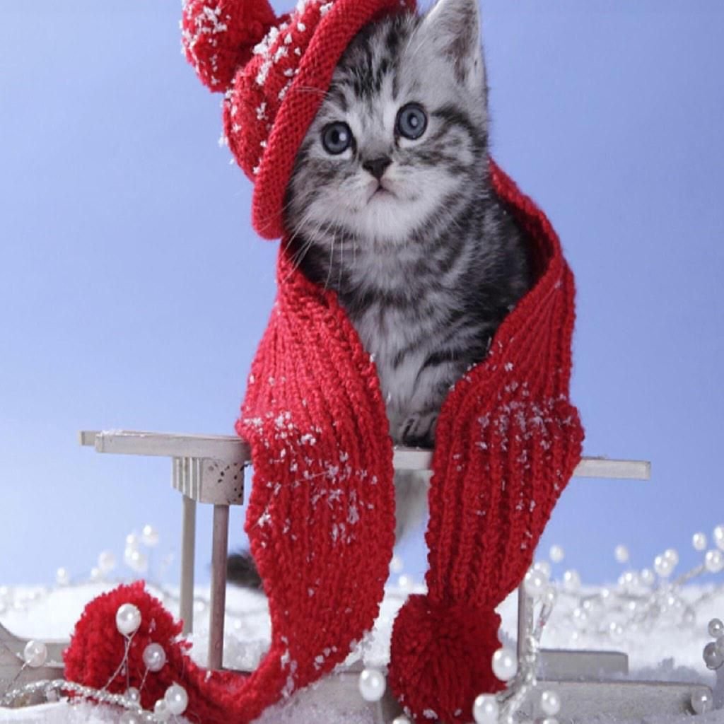 Котёнок в шапочке и шарфике