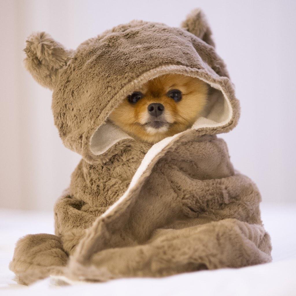 Милые Шпицы в костюмах