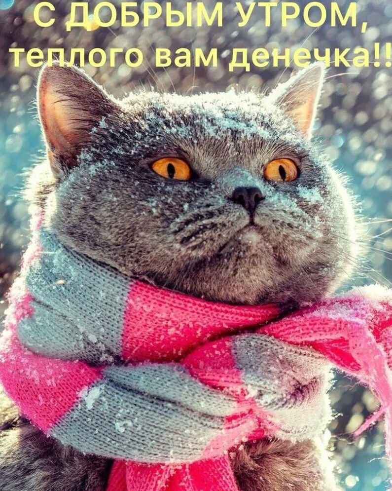 Доброе Холодное утро