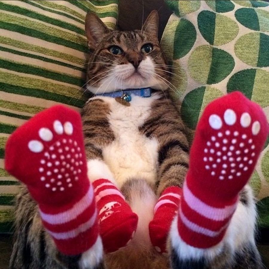 Котенок в носке