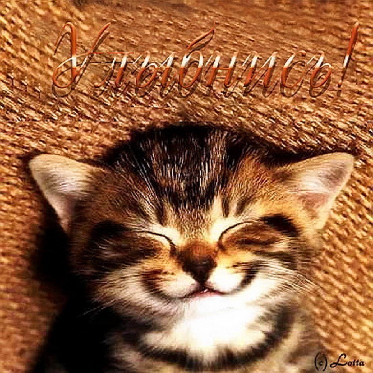 Улыбайтесь чаще милая. Котенок улыбается. Котенок хорошего настроения. Улыбнись милый. Милый котик улыбается.