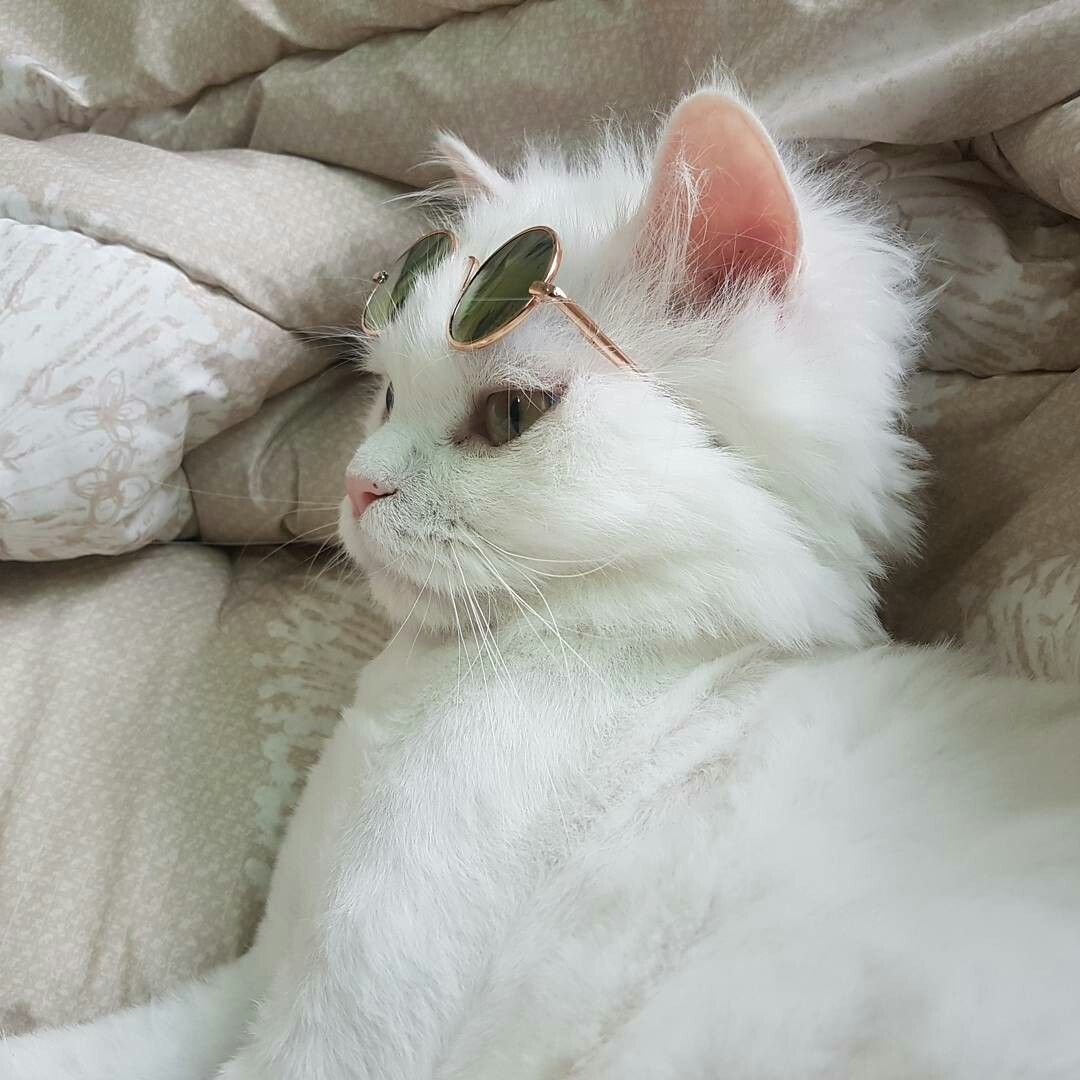 Котята Эстетика