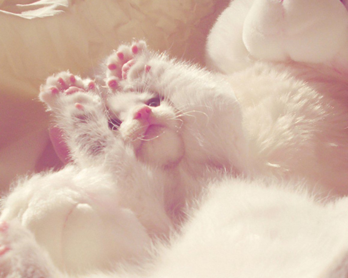 Пушистая нежность