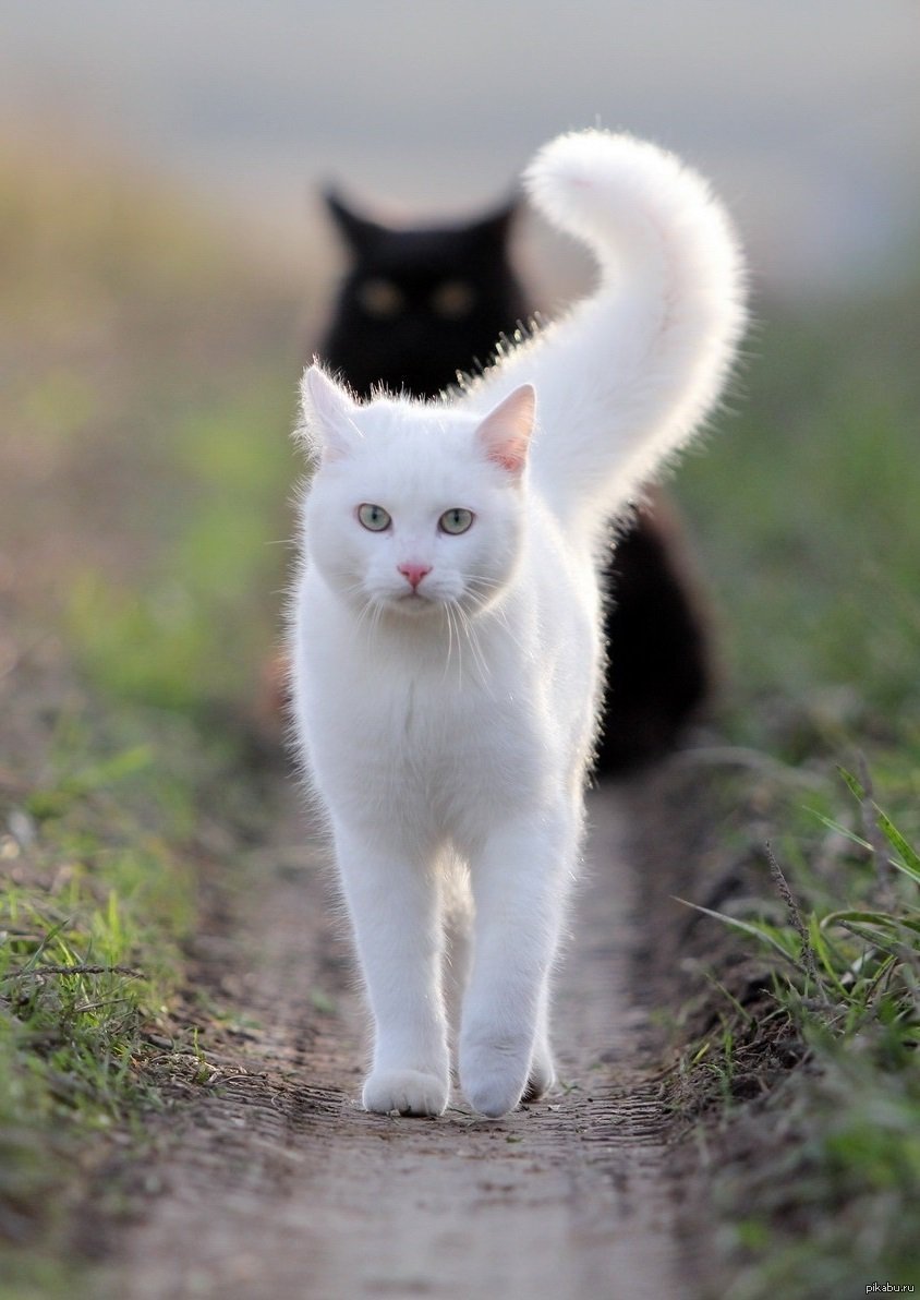 Белый котик