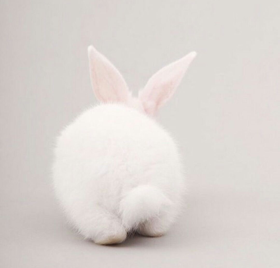 Хвостик кролика