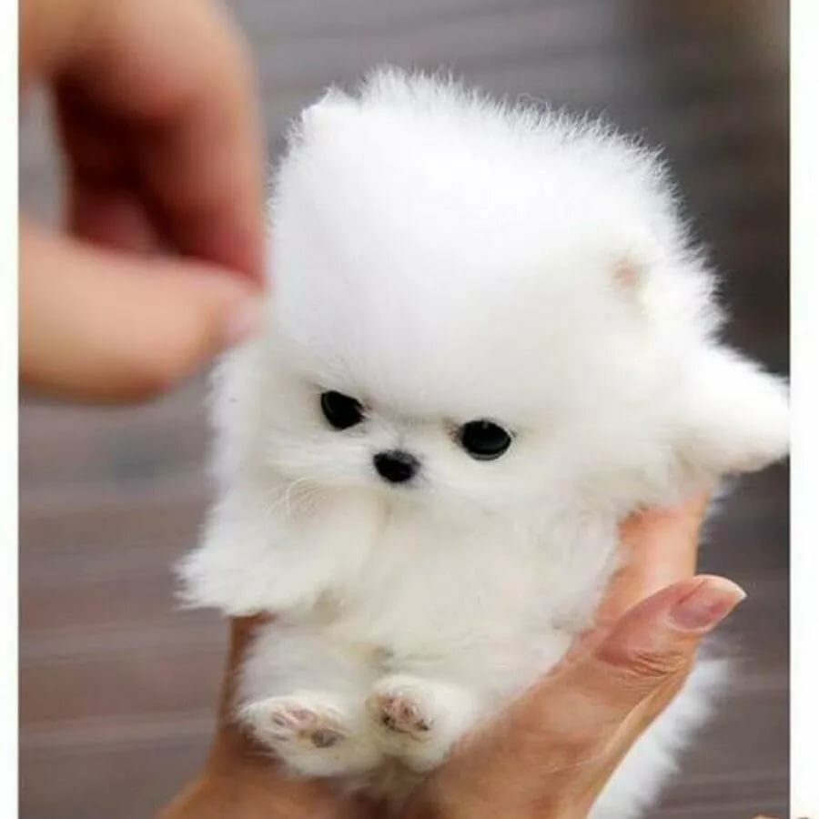 Щенки белые пушистые маленькие